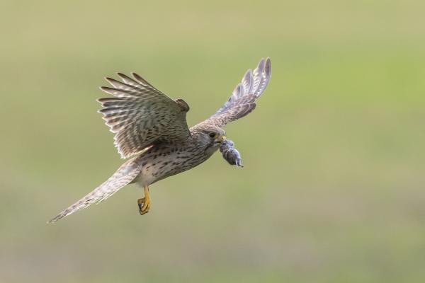 Rágcsáló...szárnyakon