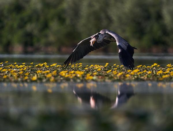 Teli csőrrel balra el