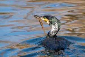 Tollászkodó kormorán Tollászkodó kormorán