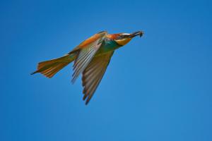 "Méhfaló" "Méhfaló"