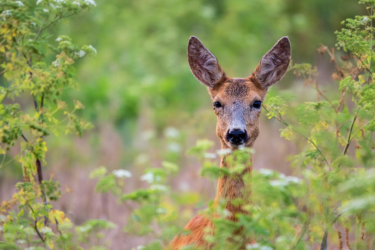 Gaál Zoltán Péter