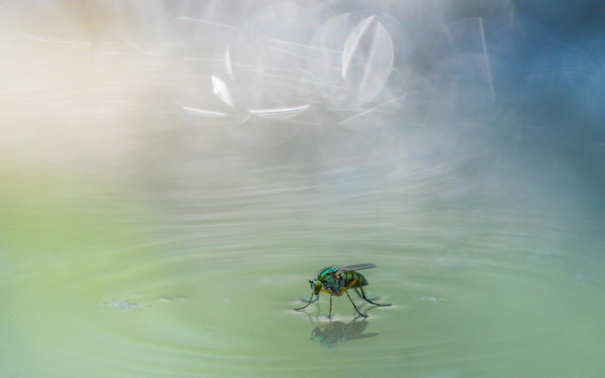 Koncz-Bisztricz Tamás