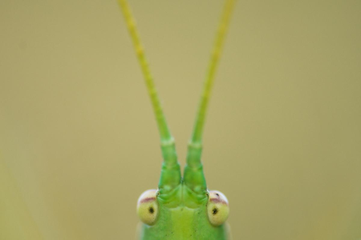 Koncz-Bisztricz Tamás