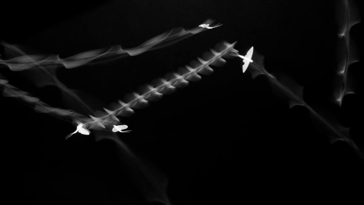 Koncz-Bisztricz Tamás