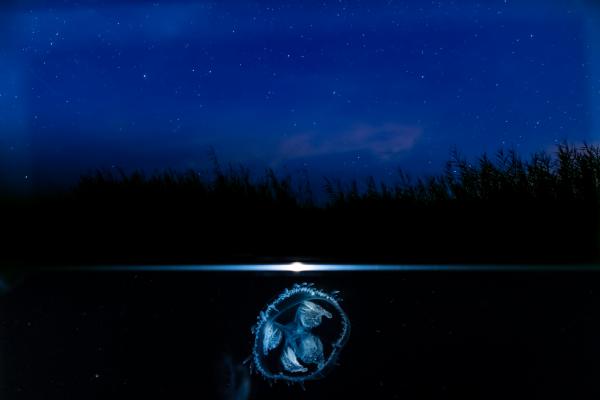 Medúzák éjszakája