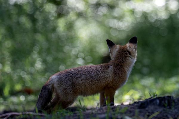 Meseerdő engem vár