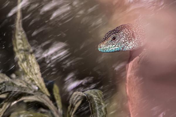 Sárkányok földjén