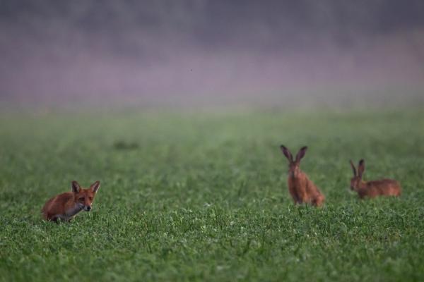 Haver, szerinted ez minket keres?