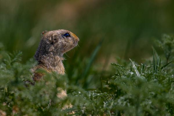 Bogaras és a látóhatár