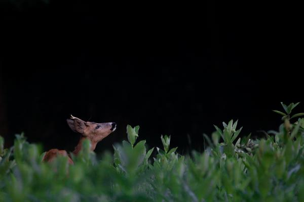 Ó, az erdő mesés illata