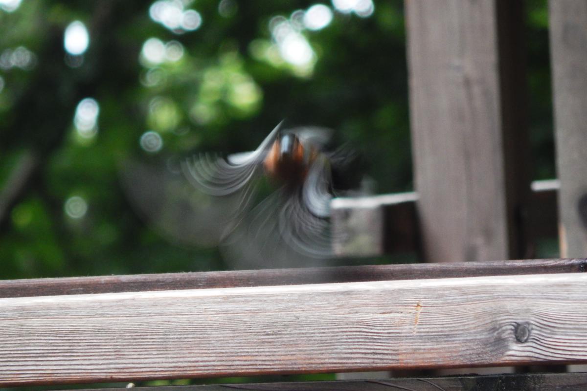 Seres Ádám Zoltán