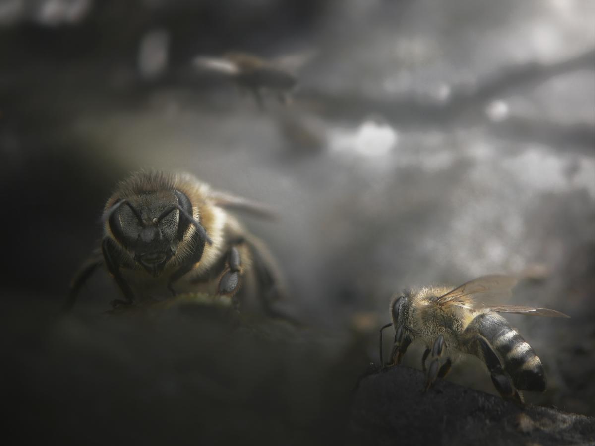 Ferkó László Szilveszter 