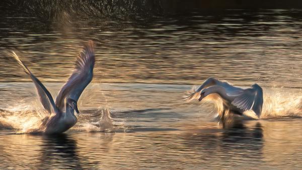 Generációs ellentét