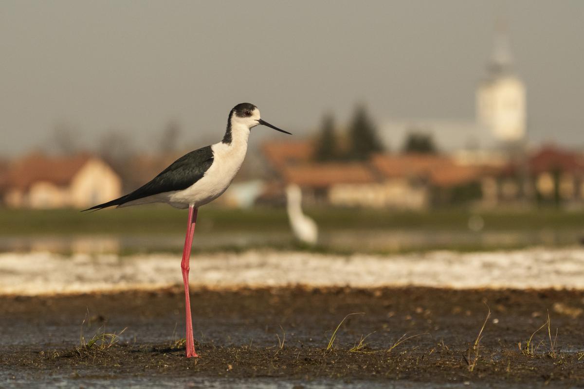 Gémné Kovács Anita