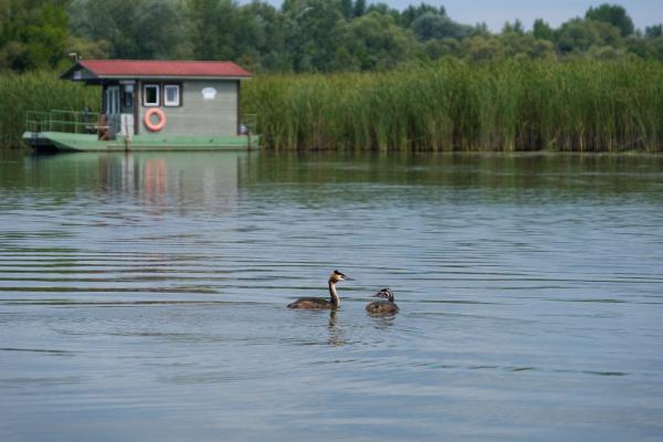 Vöcskök a vízikunyhó közelében