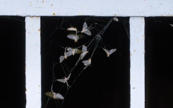 A dunavirágok veszte