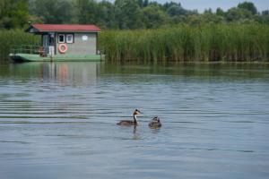 Vöcskök a vízikunyhó közelében
