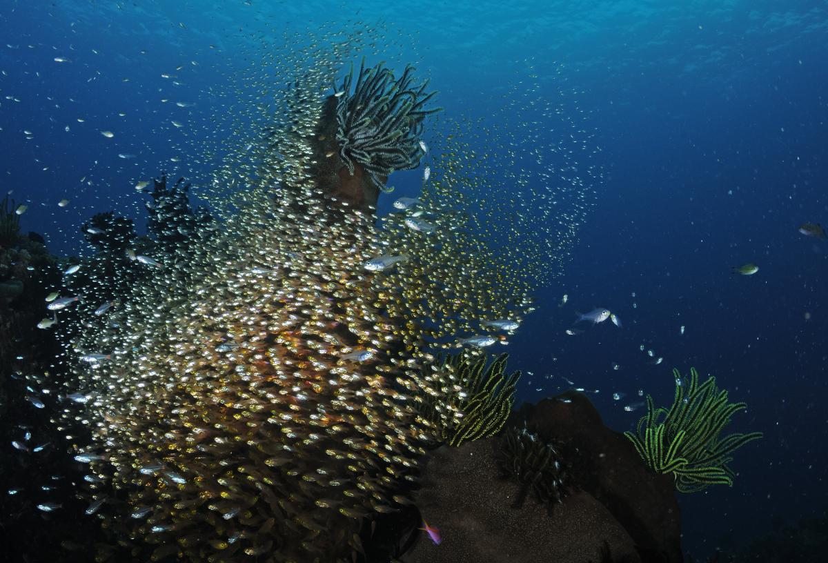 Násfayné Kőházi Mária