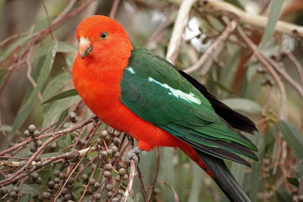 Bernáth Sándor dr. 