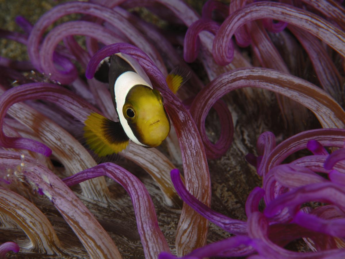 Násfayné Kőházi Mária