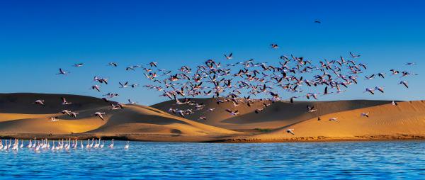 Flamingók a sivatagban