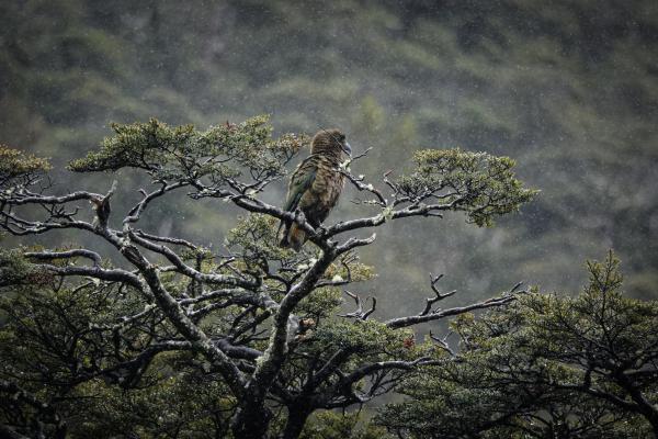 Kea