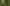 Zöld lombszöcske