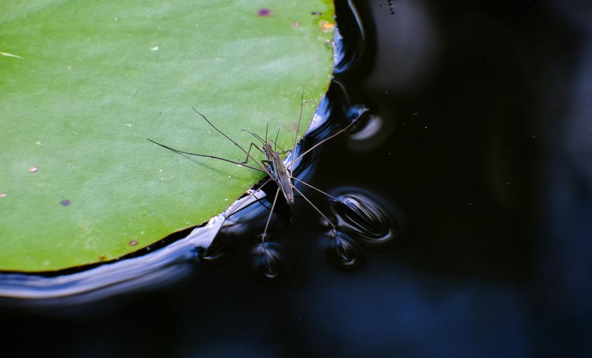 Bukovinszki Valéria