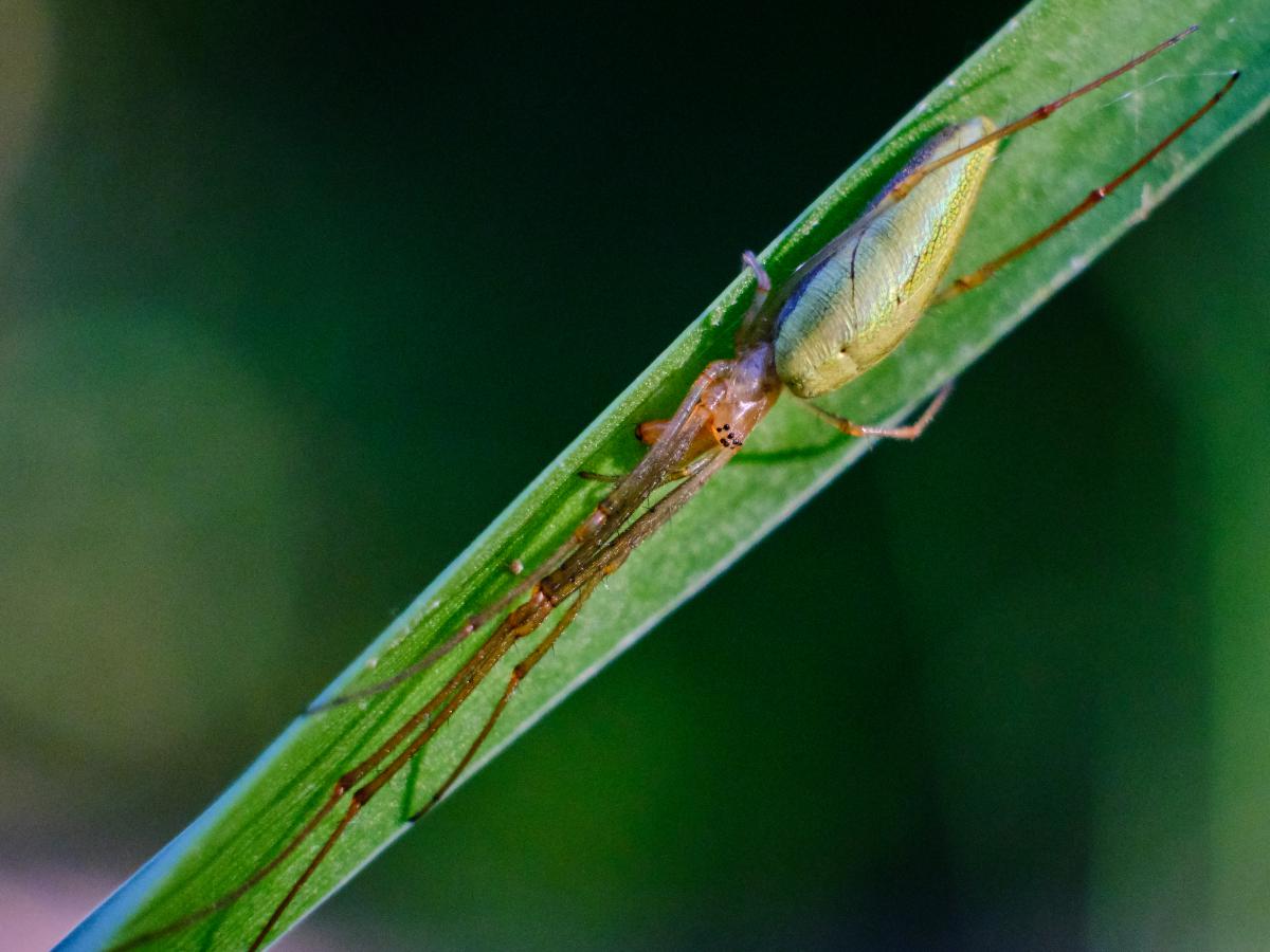 Bukovinszki Valéria
