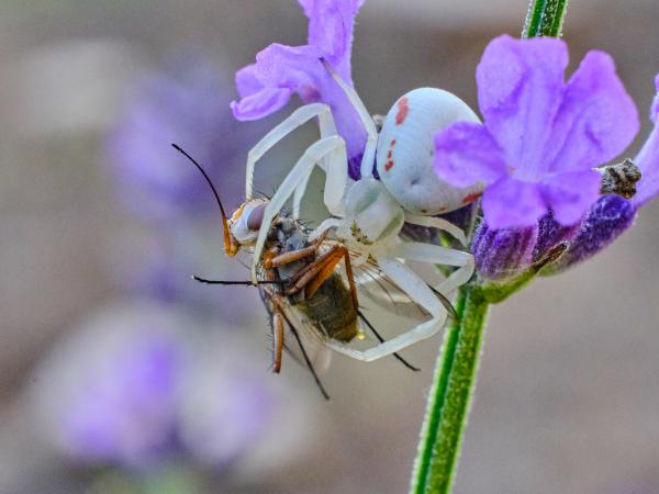 Viráglakó karolópók
