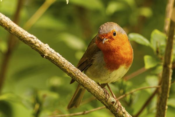 Vörösbegy a kertünkben