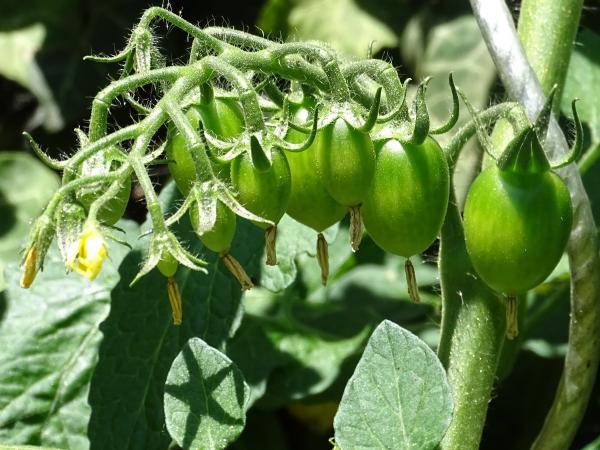 Ez maga a parradicsom