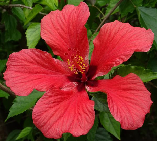 Hibiszkusz