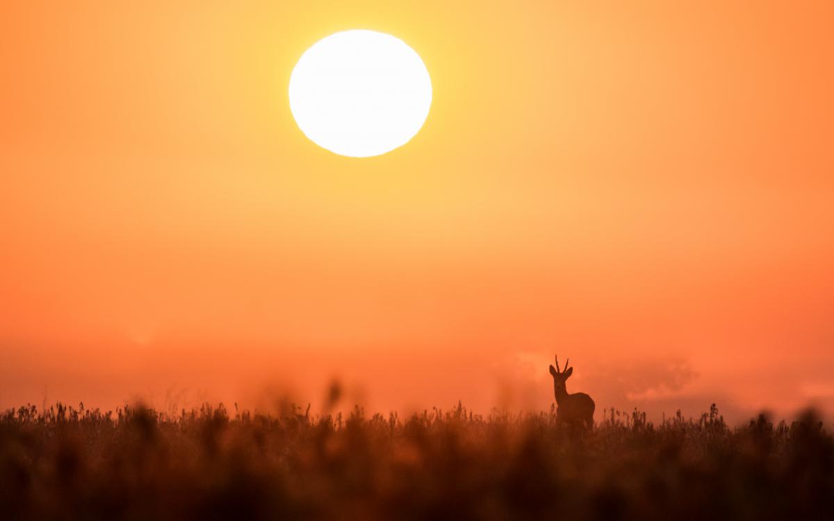 Koncz-Bisztricz Tamás