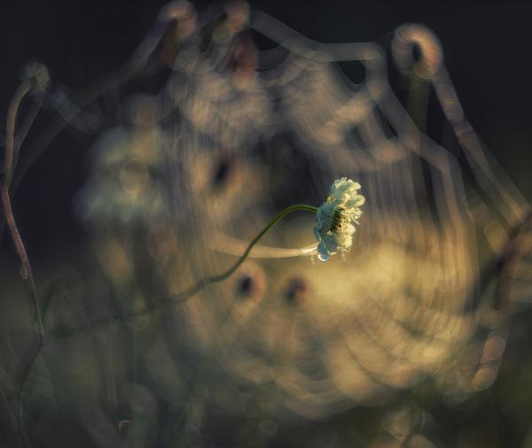 Pókhálón keresztül