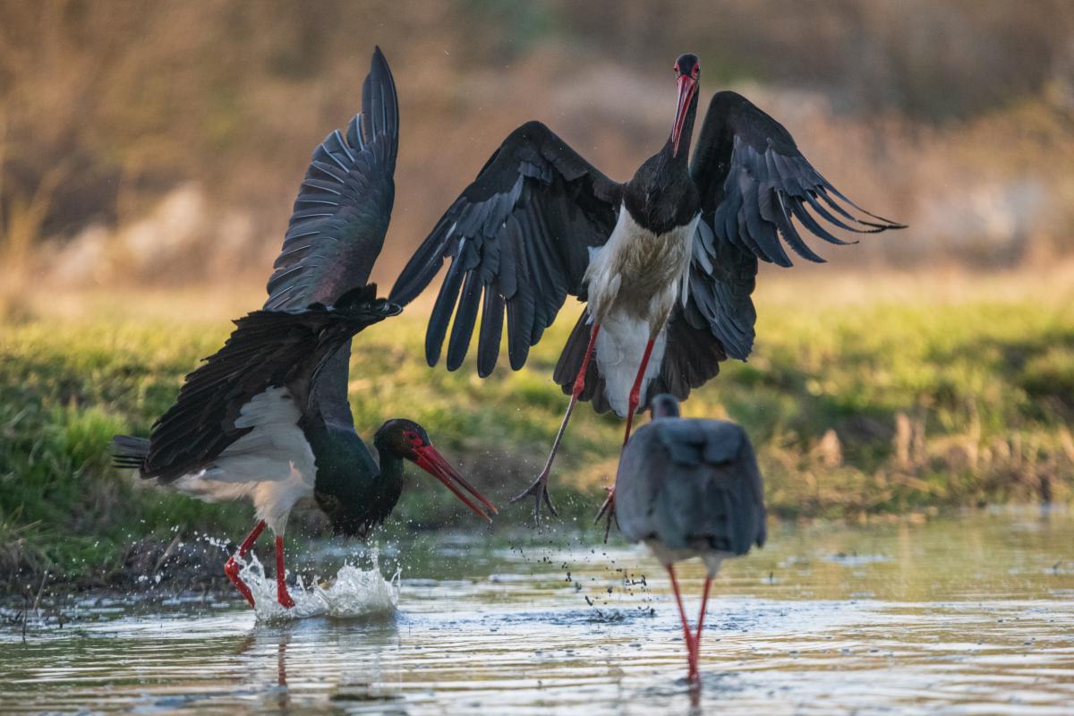 Gémné Kovács Anita