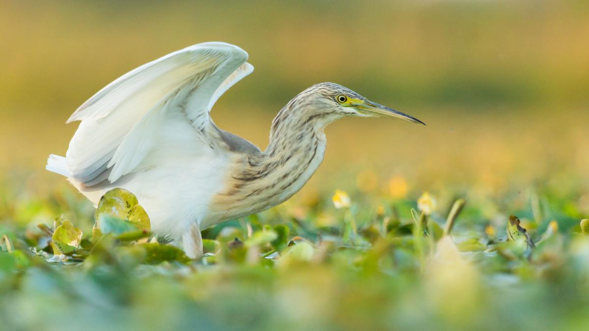 Koncz-Bisztricz Tamás
