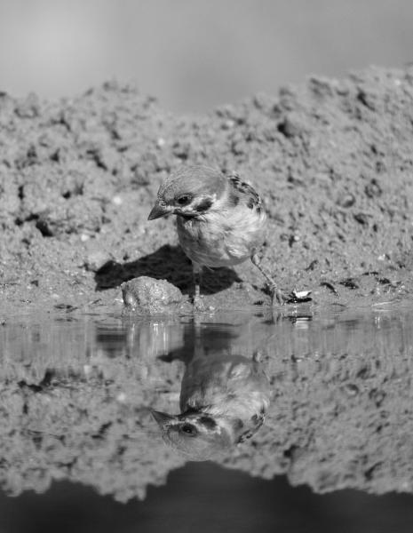 Tükörkép és árnyék...