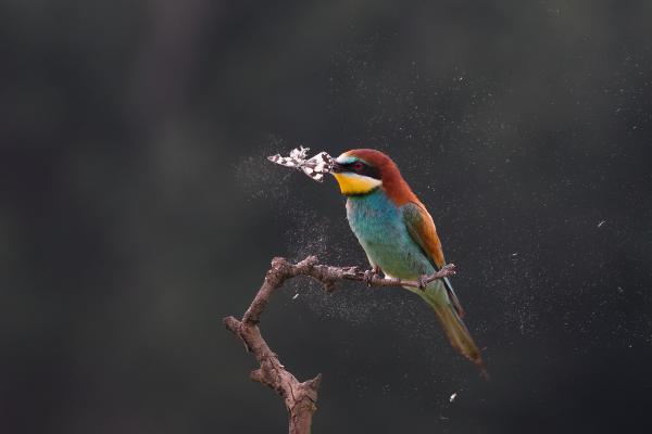 Porból vagy és porrá leszel!