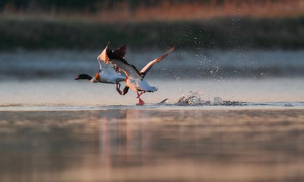 Bütykös ásóludak