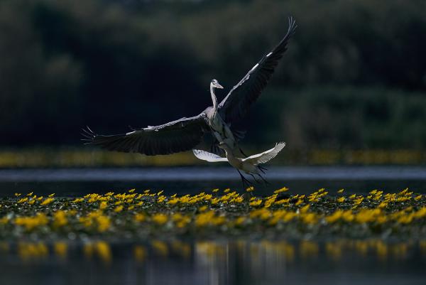 Egyenlőtlen esélyek