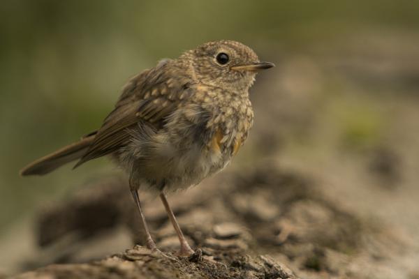 Gombócka (vörösbegy fióka)