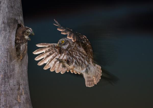 Ez nem bontott csírke