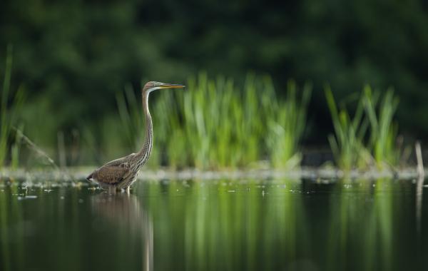 Pillanatnyi nyugalom