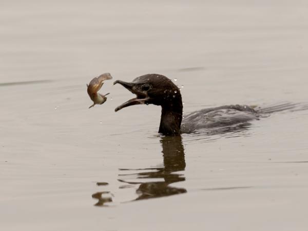 Harc életre-halálra