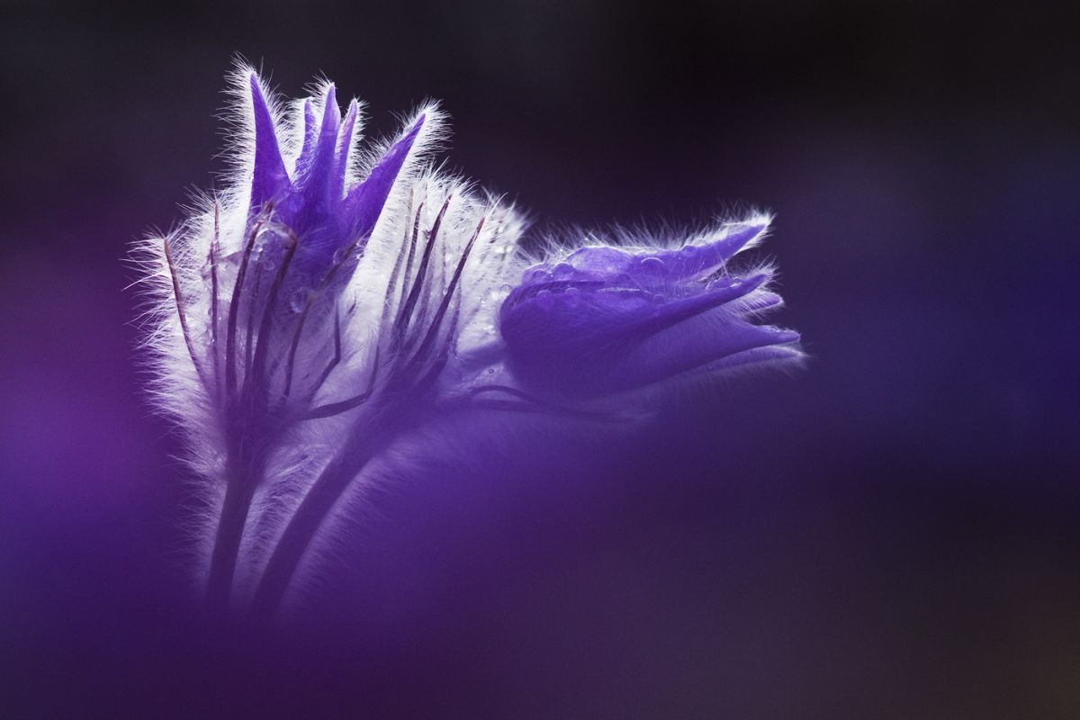 Sándor-Tóth Zsuzsanna