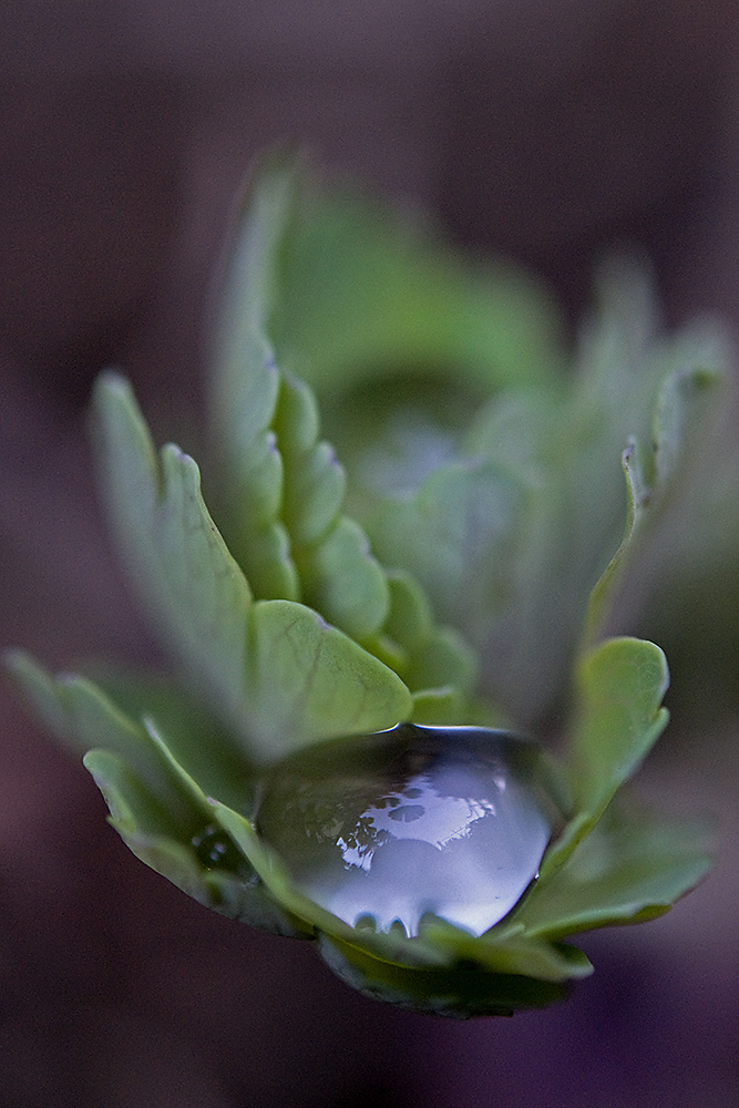 Násfayné Kőházi Mária