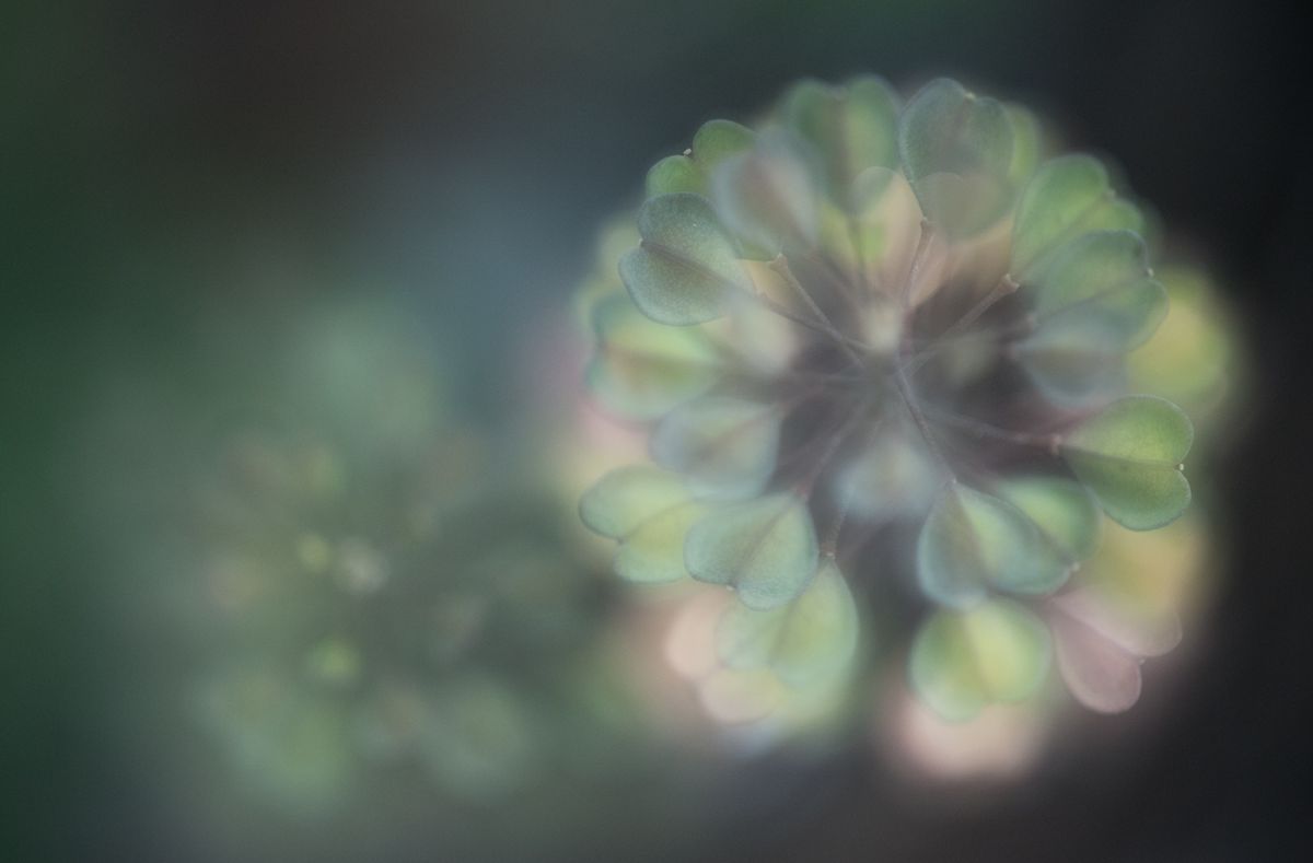 Ribényi Csaba Alfonz