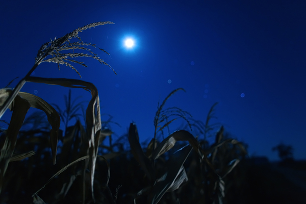 Kukoricás, holdfényben, Orionnal