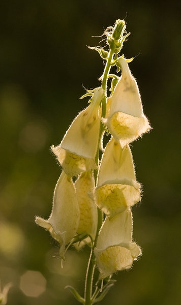 Digitalis grandiflora